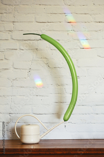 Conceptual decor: pretending that a long green balloon is a succulent plant photo