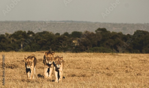 Band of Lions