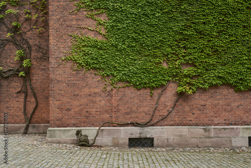 Brick wall covered with green Ivy leaves photo