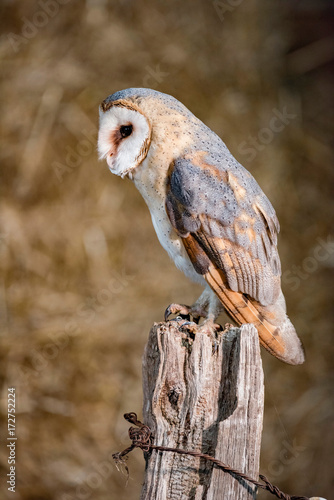 Barn owl (tyto alba) perched on wooden post. Side view.