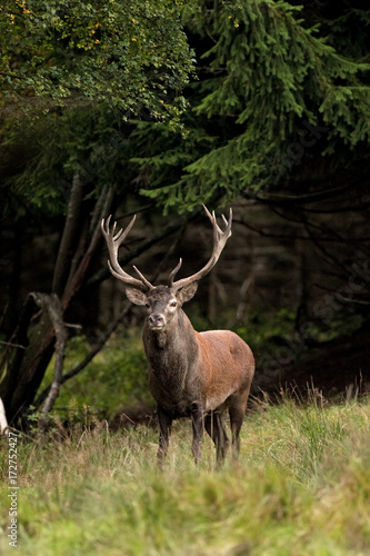 red deer  cervus elaphus  Czech republic