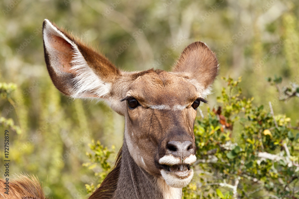 Obraz premium Close up of an female kudu standing and smiling