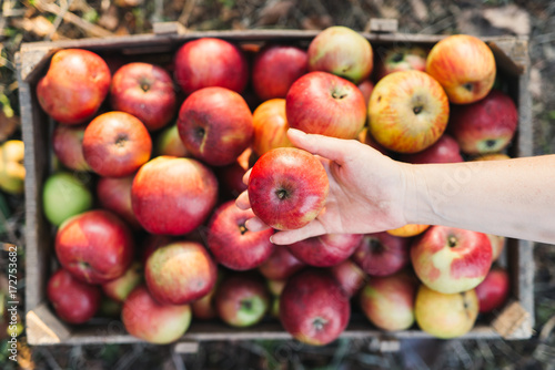 Woman holding apple over crate photo