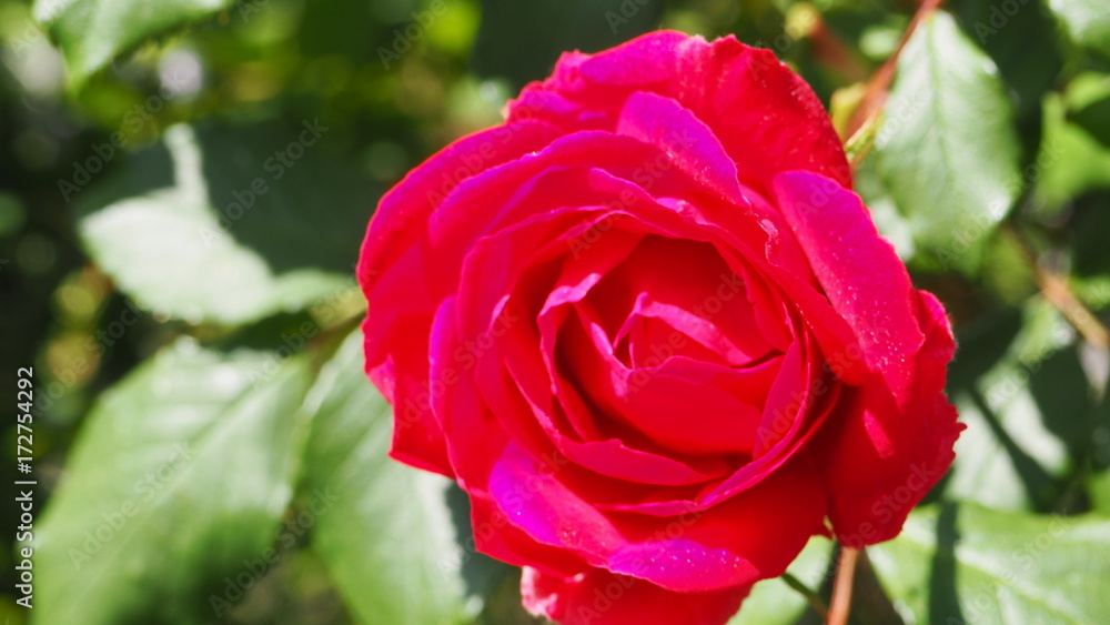 rosa vermelha rosa vermelha