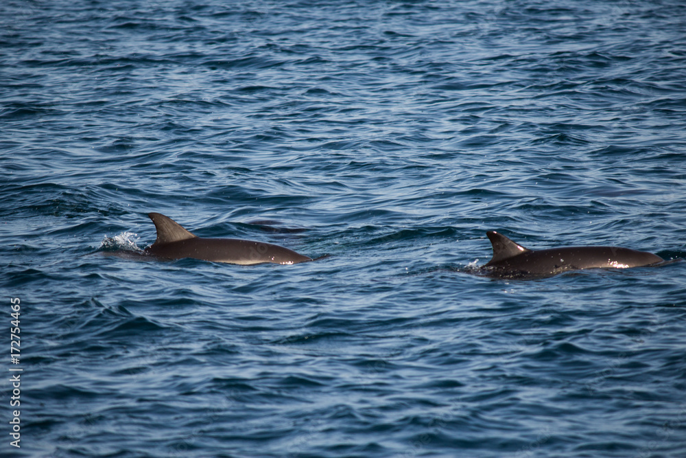 Fototapeta premium Two dolphins jumping in the Black sea