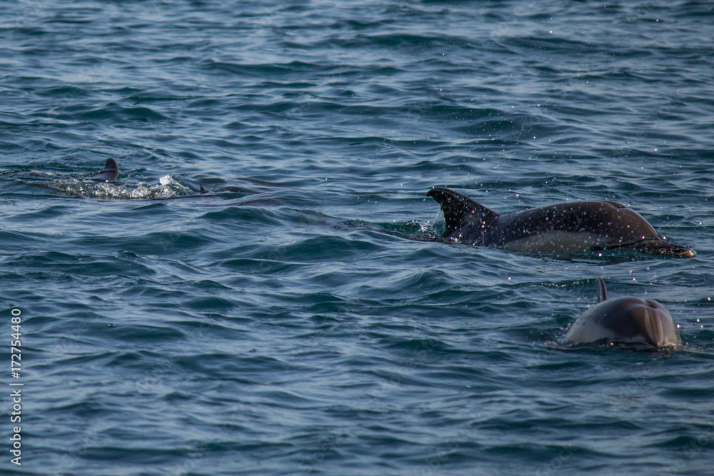 Obraz premium A flock of wild dolphins swim in the black sea