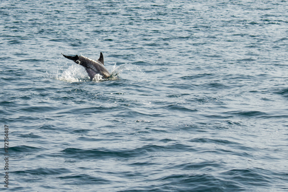 Fototapeta premium dolphing splashing the water with his tail
