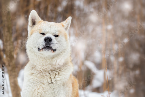 Japanese Dog Akita Inu Winter Background