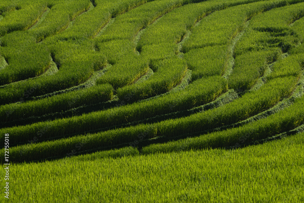 Green terraced rice field in Pa Pong Pieng. Chiang Mai ,Thailand.