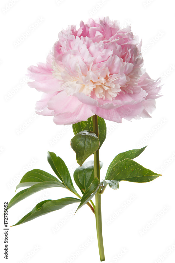 Delicate pink peony isolated on white background.