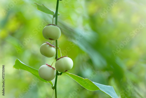 Pucuk Manis fruit on tree photo