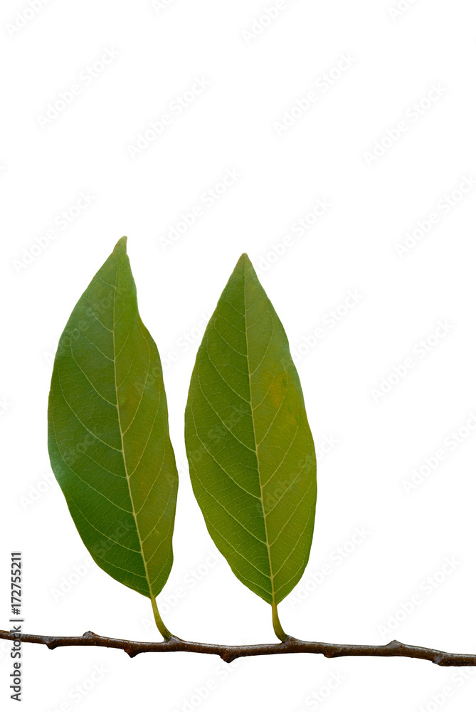 Fototapeta premium Custard Apple leaf isolated on white background