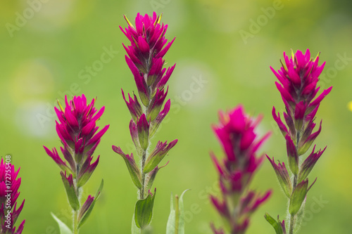 mountain flowers british columbia