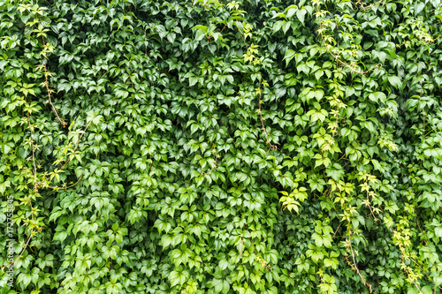Green life wall, Parthenocissus