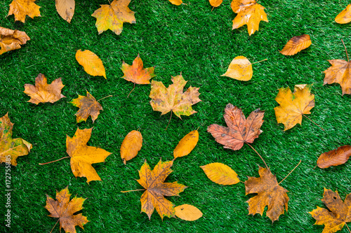 various autumn leaves on green grass.