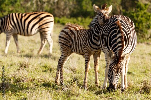 Baby Zebra rubbing his head against his mom s back