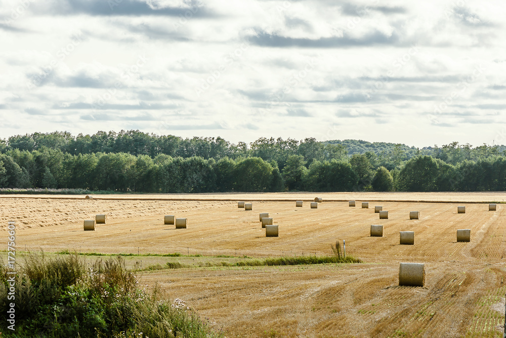 Obraz premium View of the autumn field with hay