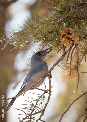 Pinyon jay picking pine nuts from a tree photo