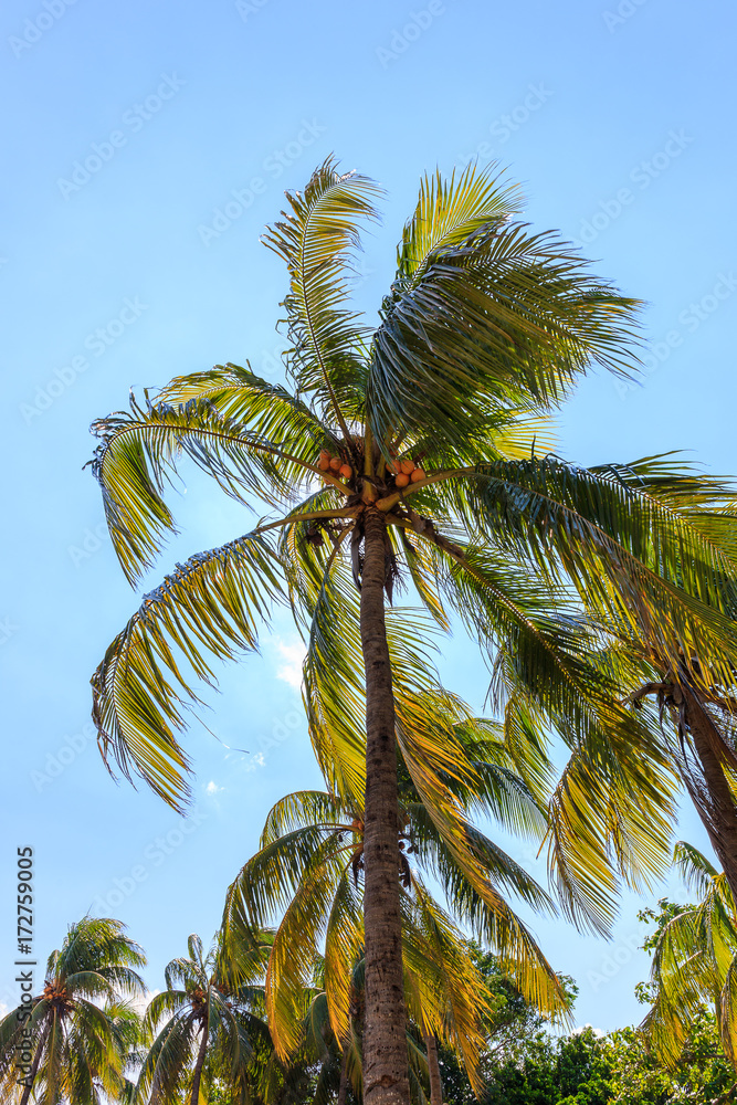 Coconut Palm in Havana Coconut Palm in Havana