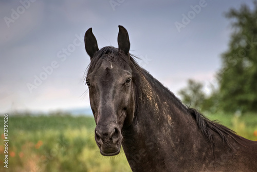 Portrait of a horse on a field in summer  © nikidericks