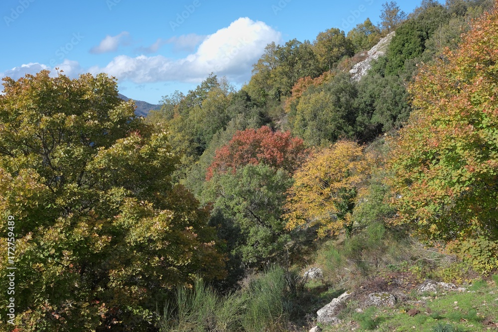 Autumnal Woods In Nebrodi Park, Sicily