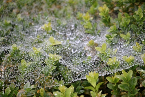 Spinnennetz im Nebel