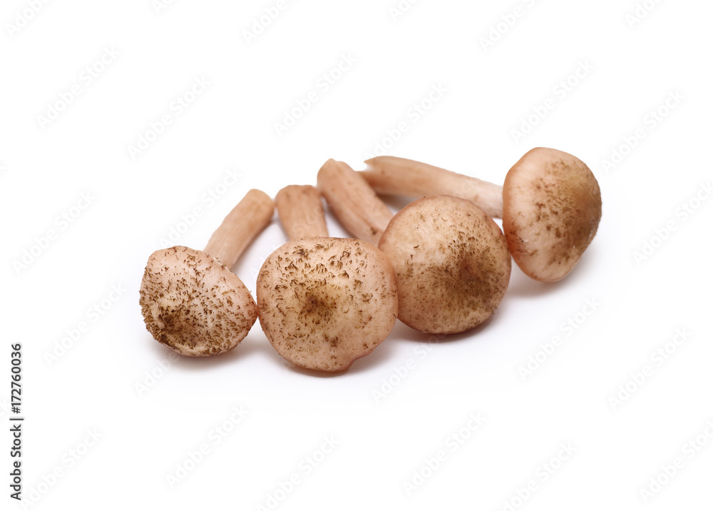 Mushroom fungus on an isolated white background Mushroom fungus on an isolated white background