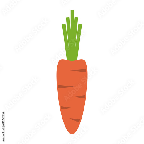 carrot fruit icon image vector illustration design 