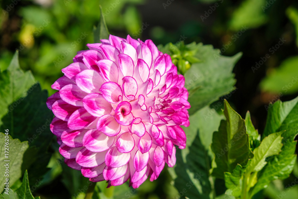 Purple Dahlia Purple Dahlia