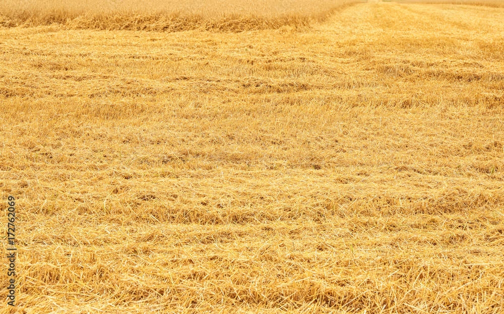 Fototapeta premium Wheat field after harvest