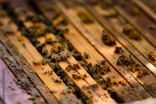 pszczelarz dokarmia pszczoły przed zimą