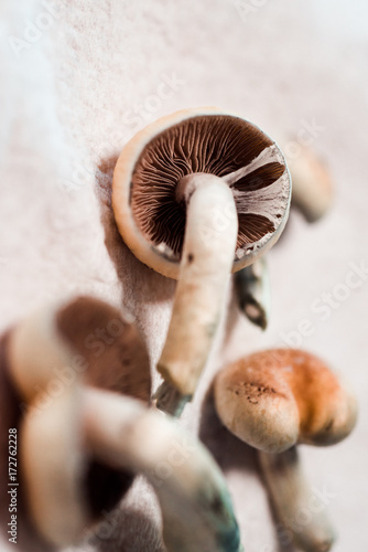 Φωτογραφία Drying Mushroom with Veil Tearing