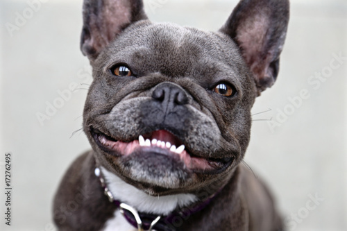Fotomurale french bulldog portrait