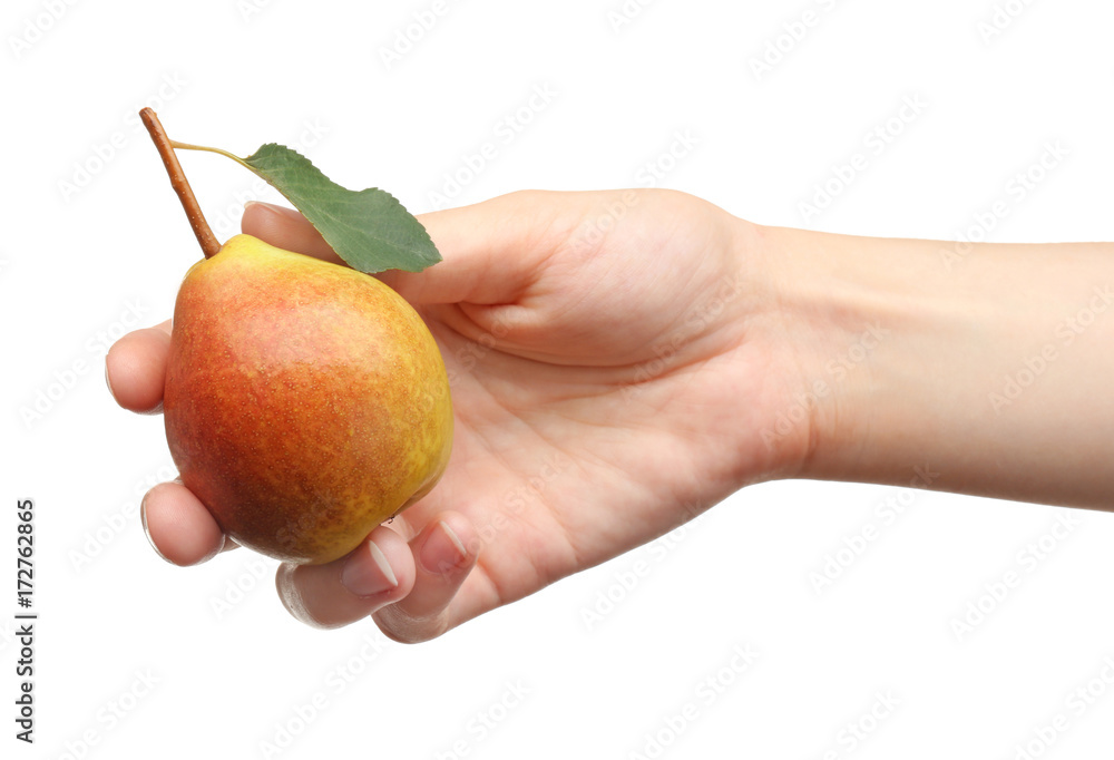 Hand of woman holding delicious ripe pear on white background Hand of woman holding delicious ripe pear on white background