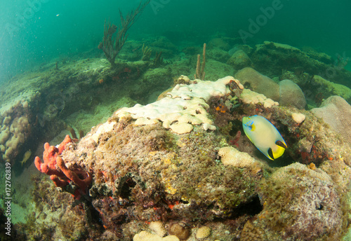 Schooling fish on a reef in south Florida photo