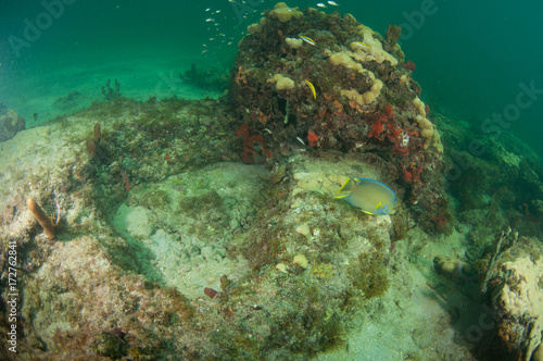 Fototapeta Naklejka Na Ścianę i Meble -  Schooling fish on a reef in south Florida