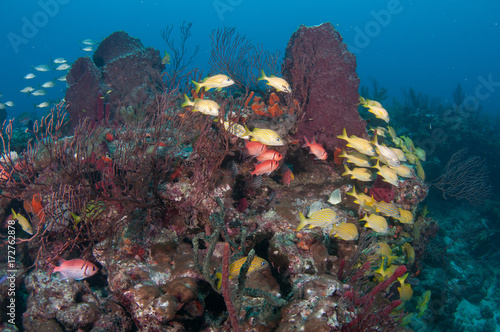 Schooling fish on a reef in south Florida