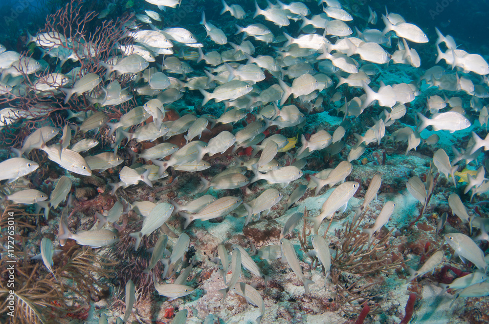 Schooling fish on a reef in south Florida