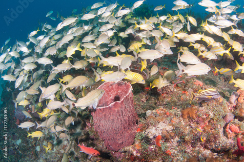 Schooling fish on a reef in south Florida photo