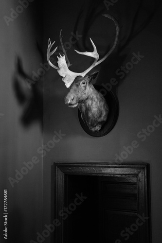 Trophy animal deer head mount on wall photo