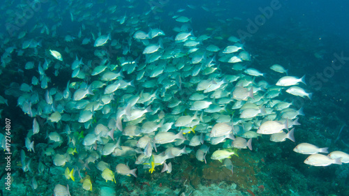 Schooling fish on a reef in south Florida.