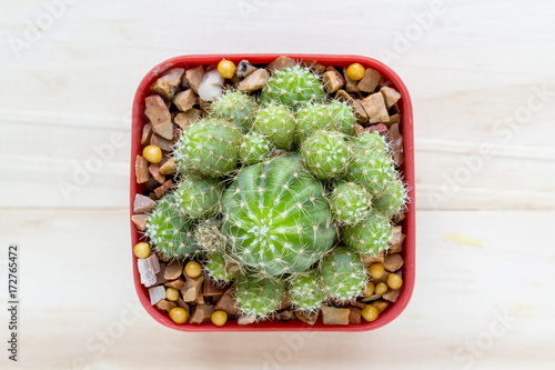 cactus with space in pot on wooden table.Top view