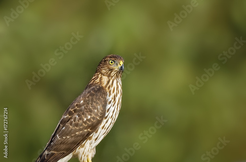 Red-Tailed Hawk