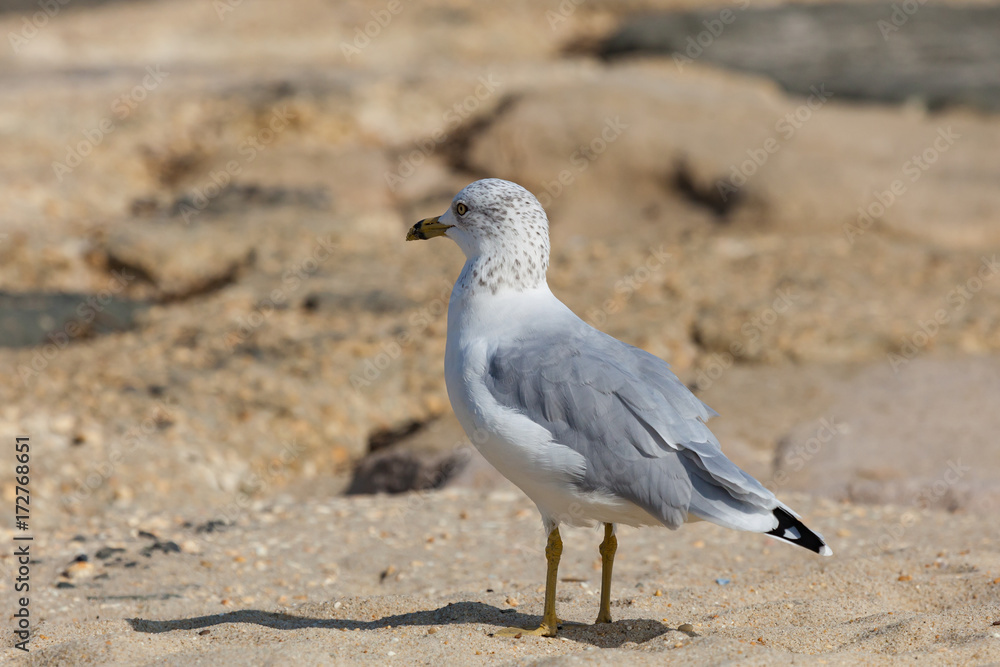 Sea Gull on Jetty Sea Gull on Jetty