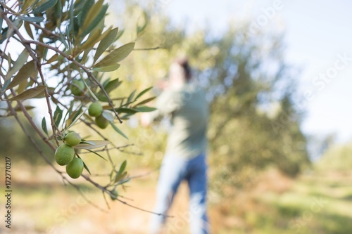 Close-up of ripe olive on tree