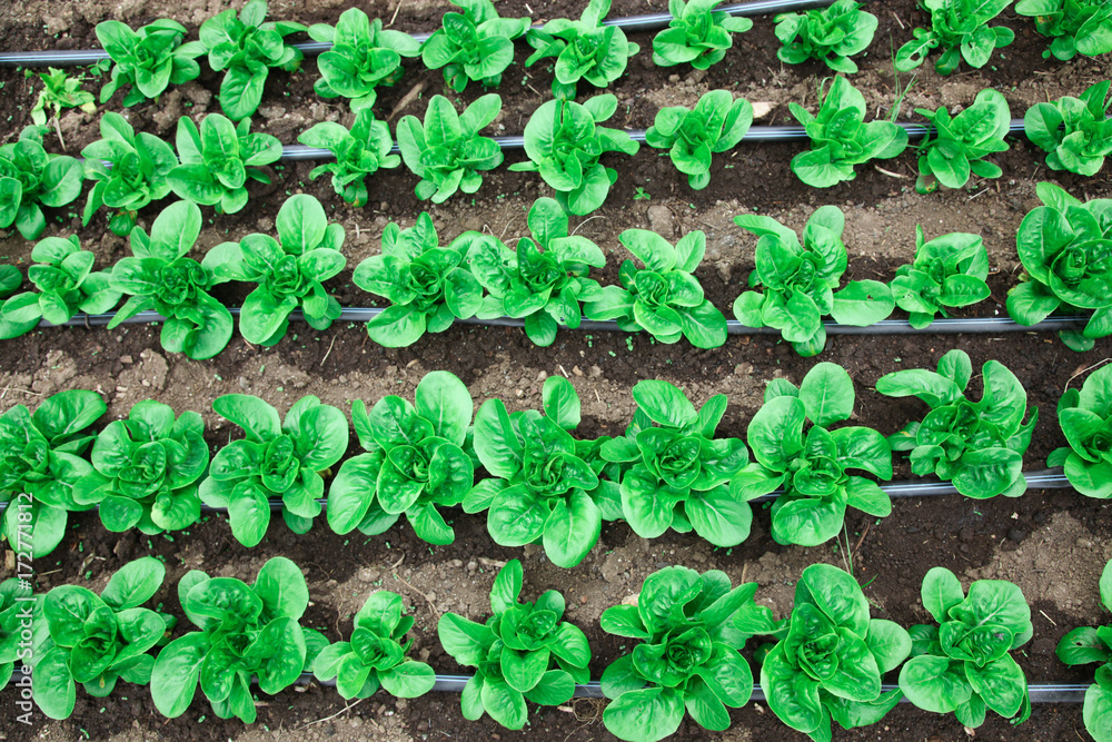 Rows of organic lettuce in a garden Rows of organic lettuce in a garden