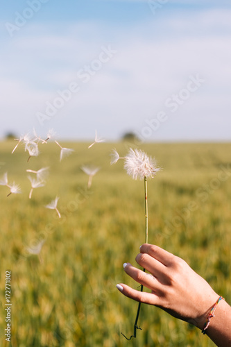 Detail of hand with a dandelion