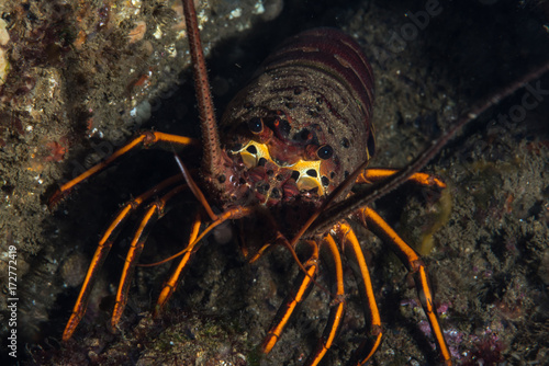 Lobster peeking out from under rock