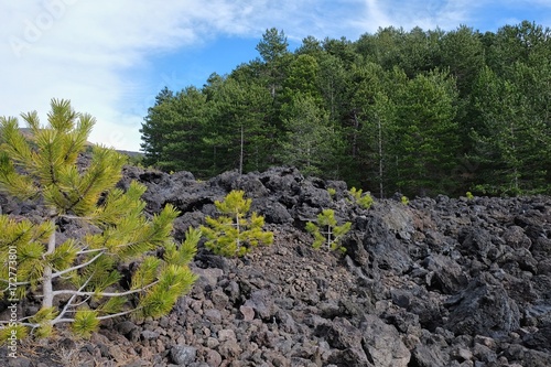 Young Pines In Etna National Park, Sicily