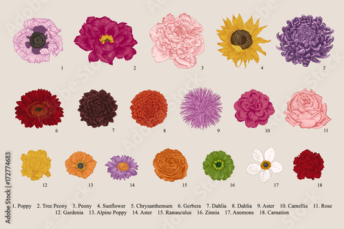Flowers set. Botanical vector vintage illustration. Design elements. Colorful.